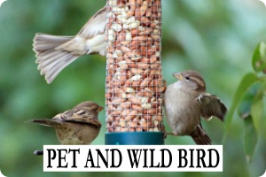 PET AND WILD BIRD